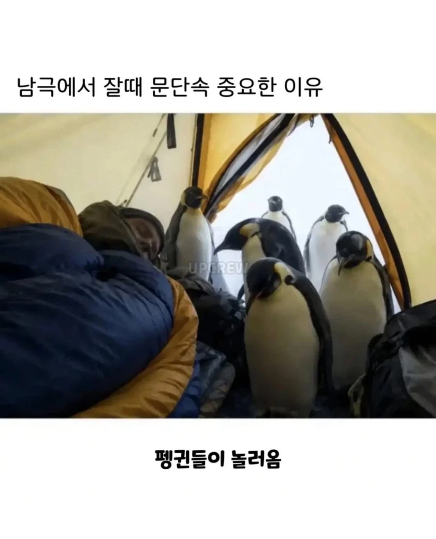 남극에서 문단속 잘해야하는 무서운 이유 ㄷㄷ