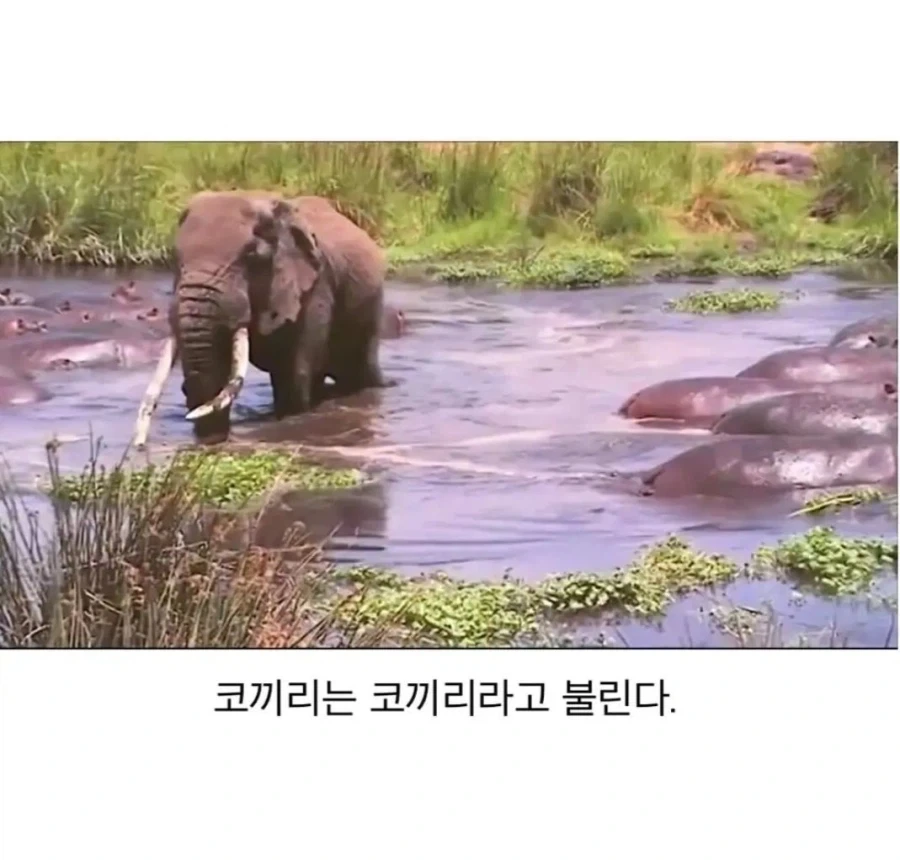 하마는 물 속의 악마라 불린다 - 이미지 2