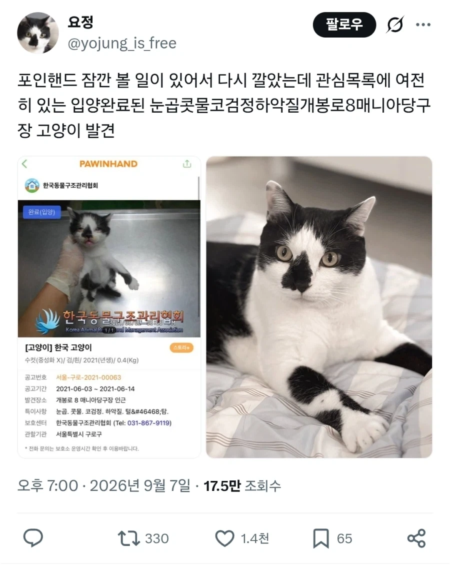 입양한 고양이 옛날사진 다시보기.jpg
