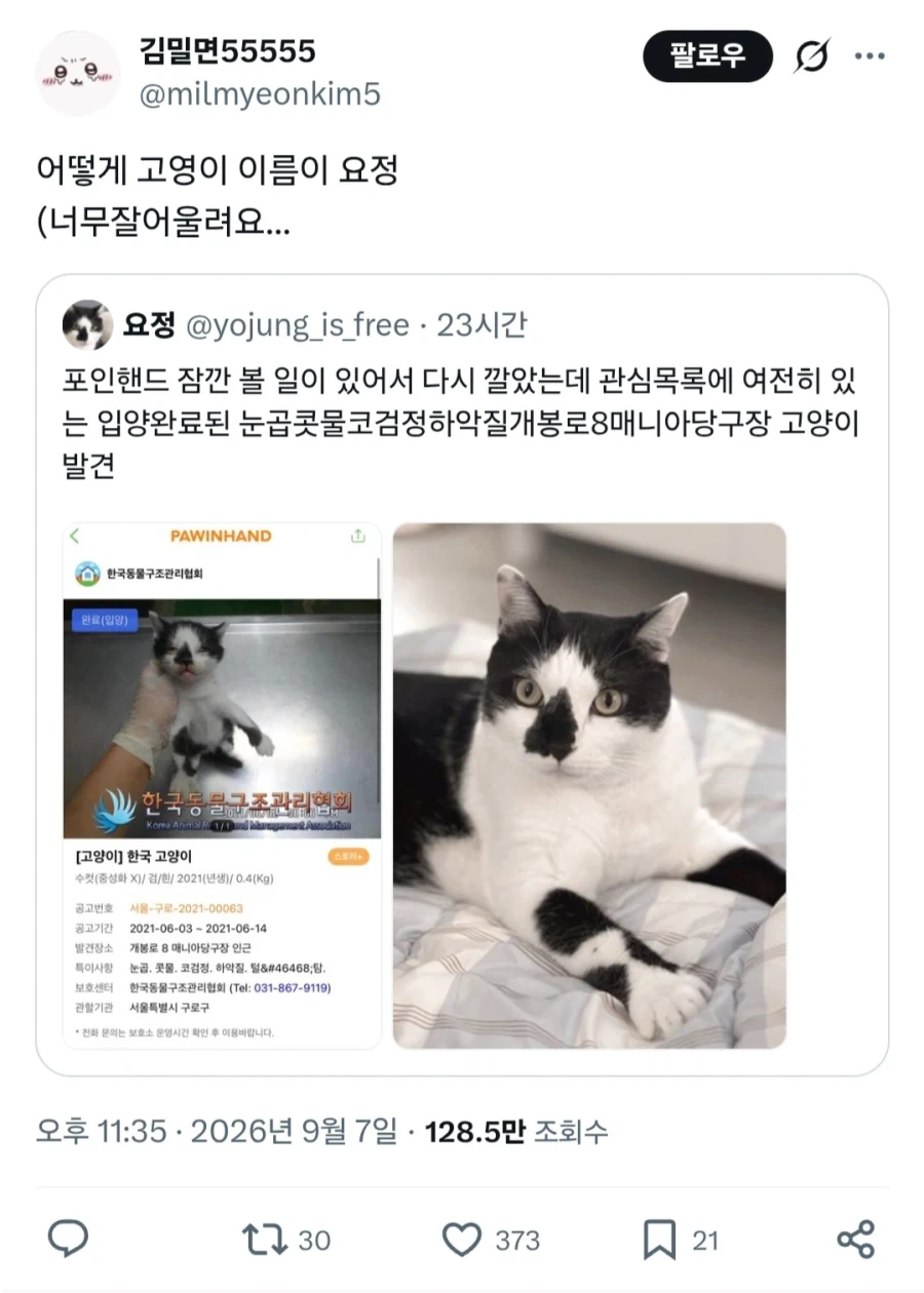 입양한 고양이 옛날사진 다시보기.jpg - 이미지 2