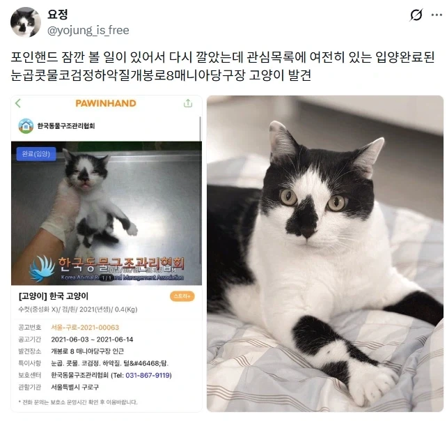 요정같은 고양이.jpg
