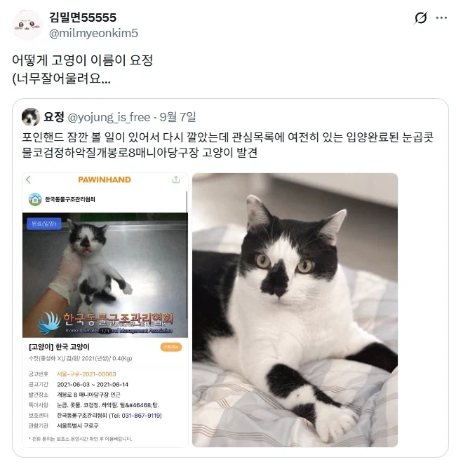 요정같은 고양이.jpg - 이미지 2
