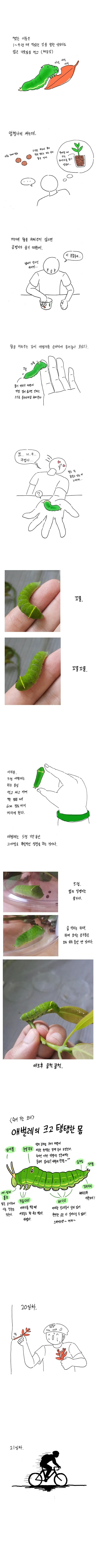 명작 만화] 나비 키우는 방법.jpg - 이미지 8