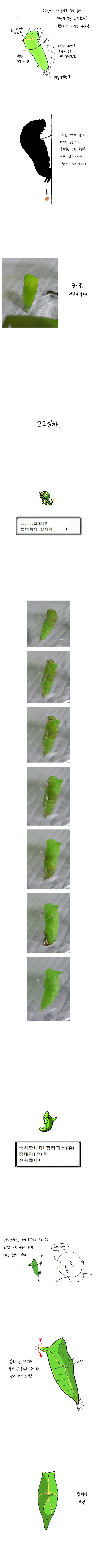 명작 만화] 나비 키우는 방법.jpg - 이미지 9