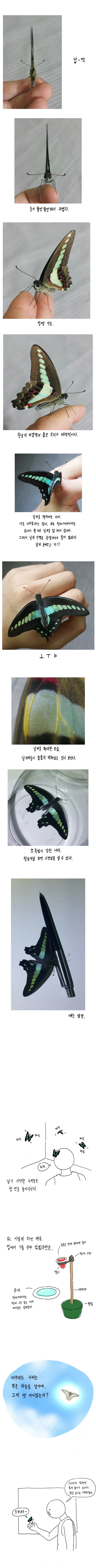 명작 만화] 나비 키우는 방법.jpg - 이미지 15