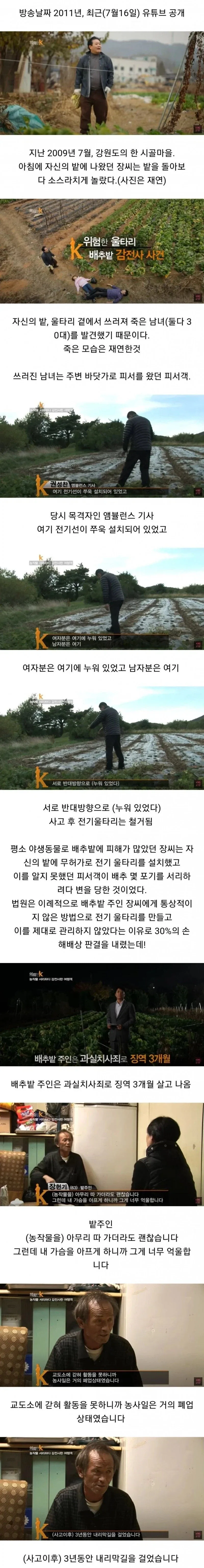 배추 서리 때문에 인생 망함