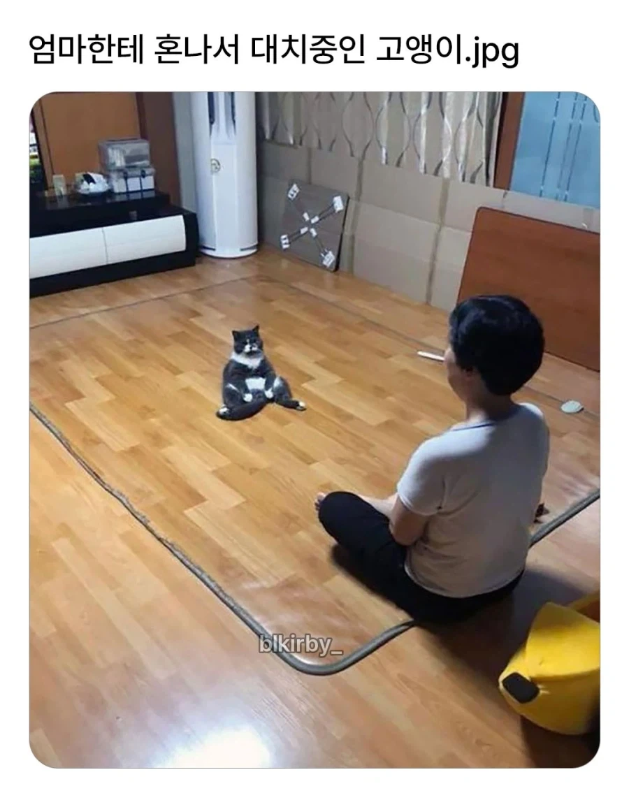 엄마 집사에게 혼나서 대치중인 고양이...