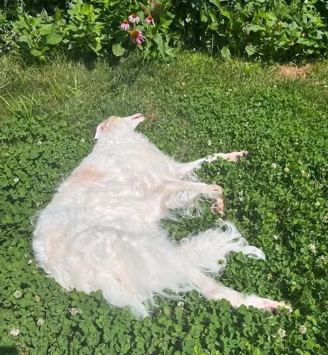 찌부된 강아지 - 이미지 2