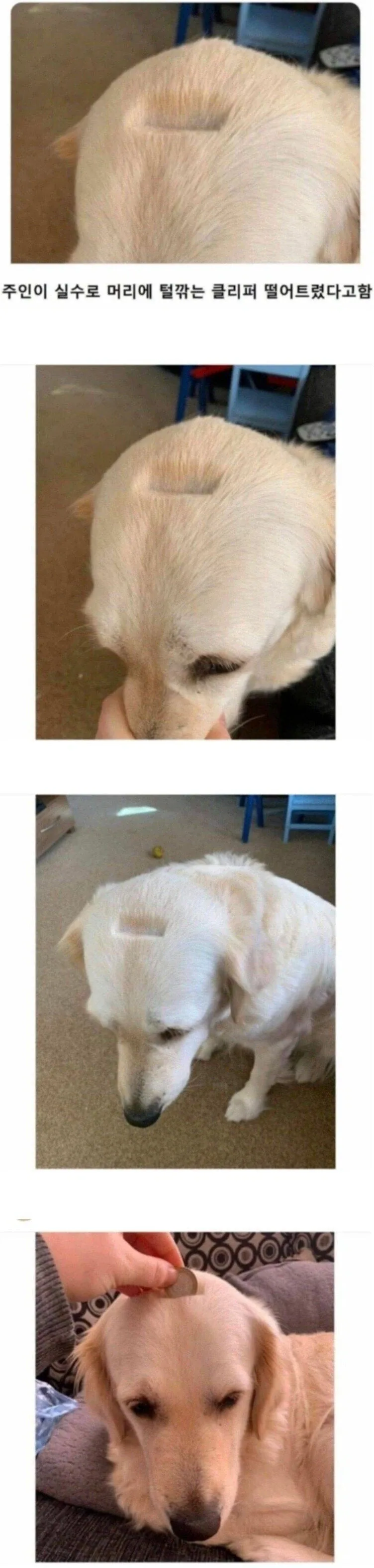 실수로 강아지 머리에 이발기 떨굼