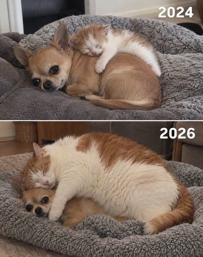 새끼때부터 강아지를 잘따르던 고양이