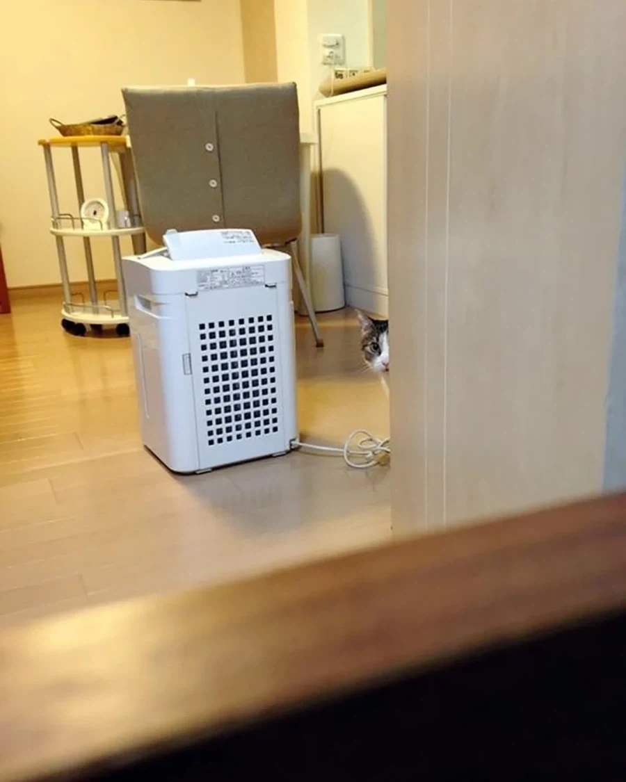 신랑이 데려온 고양이가 자꾸 절 훔쳐봐요 - 이미지 6