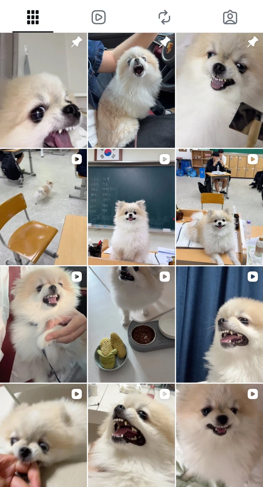 포메라니안 집사 인스타 섬네일들 - 이미지 4