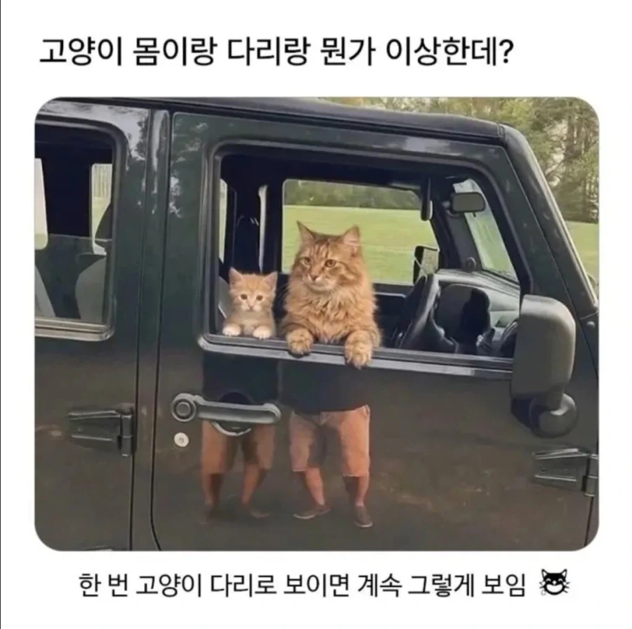 뭔가 이상한 고양이 사진.jpg