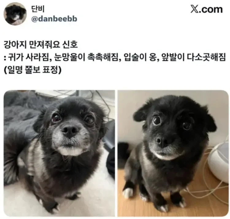 강아지 만져줘요 신호.jpg