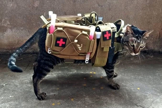 전술 고양이