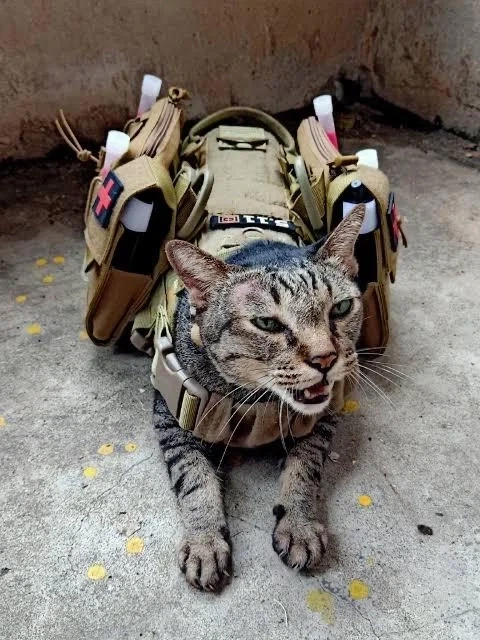 전술 고양이 - 이미지 3