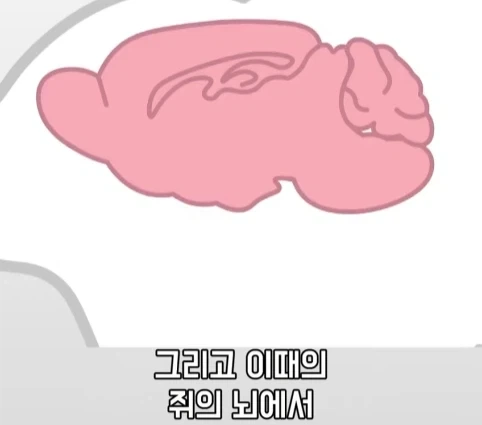 플라시보 효과는 단순 기분탓이 아니라는 연구.jpg - 이미지 23