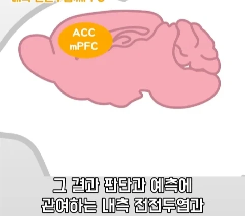 플라시보 효과는 단순 기분탓이 아니라는 연구.jpg - 이미지 25