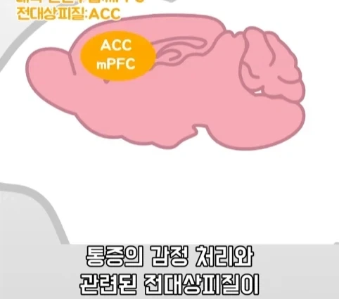 플라시보 효과는 단순 기분탓이 아니라는 연구.jpg - 이미지 26