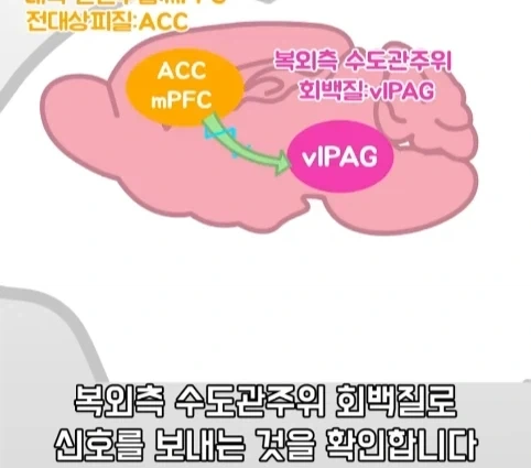 플라시보 효과는 단순 기분탓이 아니라는 연구.jpg - 이미지 28