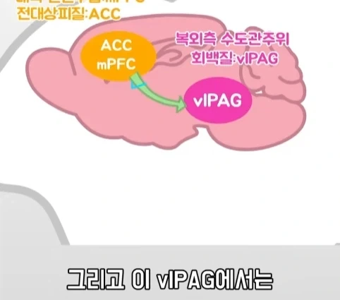 플라시보 효과는 단순 기분탓이 아니라는 연구.jpg - 이미지 29