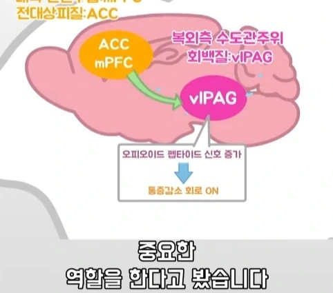 플라시보 효과는 단순 기분탓이 아니라는 연구.jpg - 이미지 33