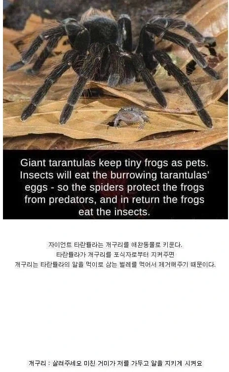 거미도 간택을 한다