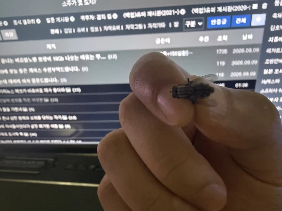 오오 방바닥에서 수명 다해서 뒤진 파리 발견