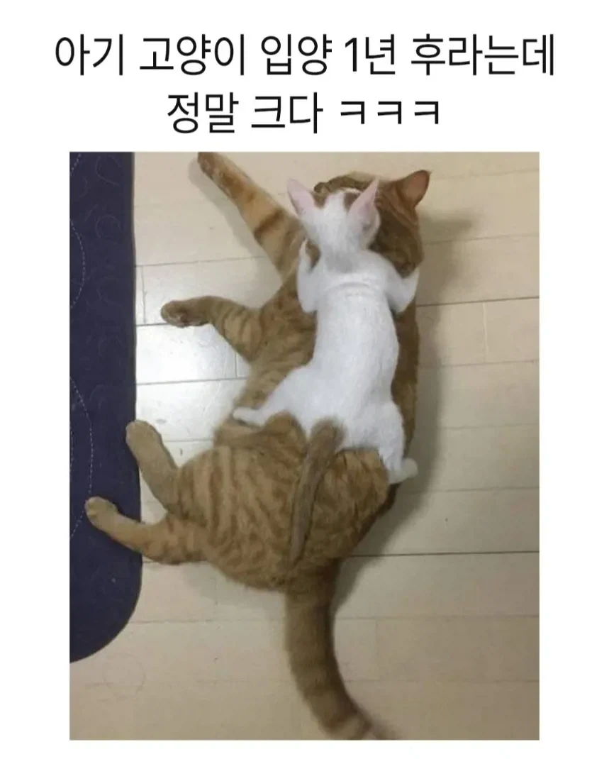 아기고양이 입양 1년후.jpg