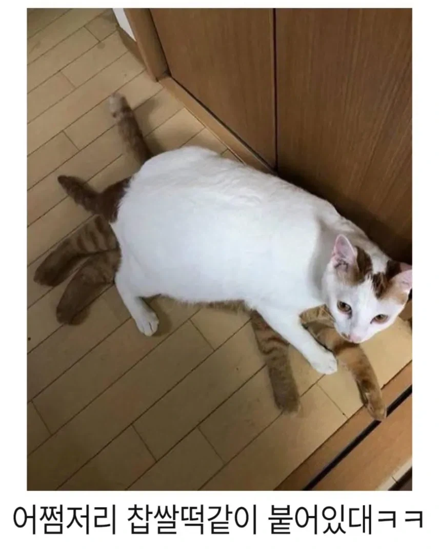 아기고양이 입양 1년후.jpg - 이미지 2