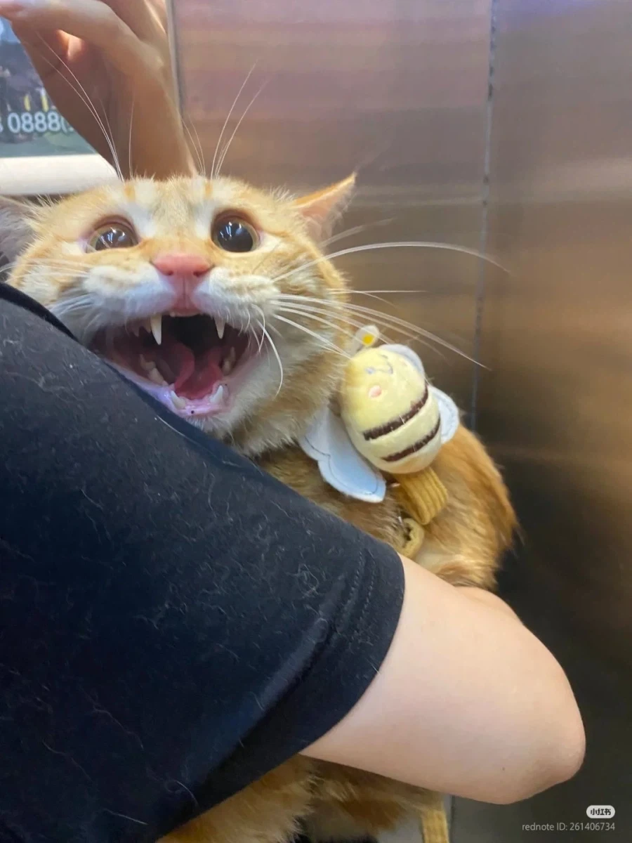 고양이 주인: 쉿, 산책은 조용히