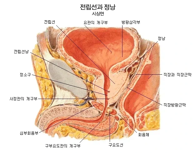 암 예방을 위해 일주일에 최소 두번씩 하는 것 - 이미지 2