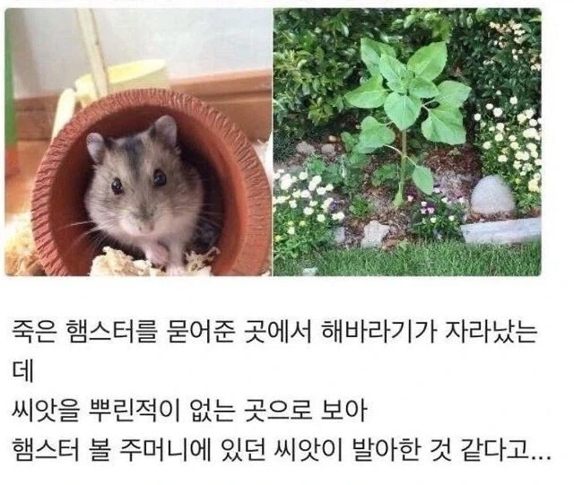 죽은 햄스터를 묻어준 곳에서 해바라기가 자라났는데.