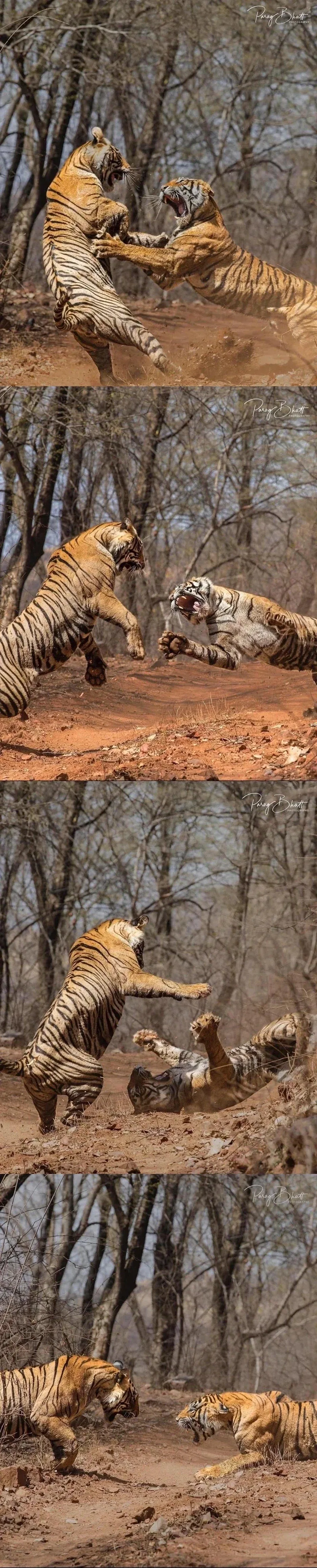 영역싸움 하는 고양이들.jpg