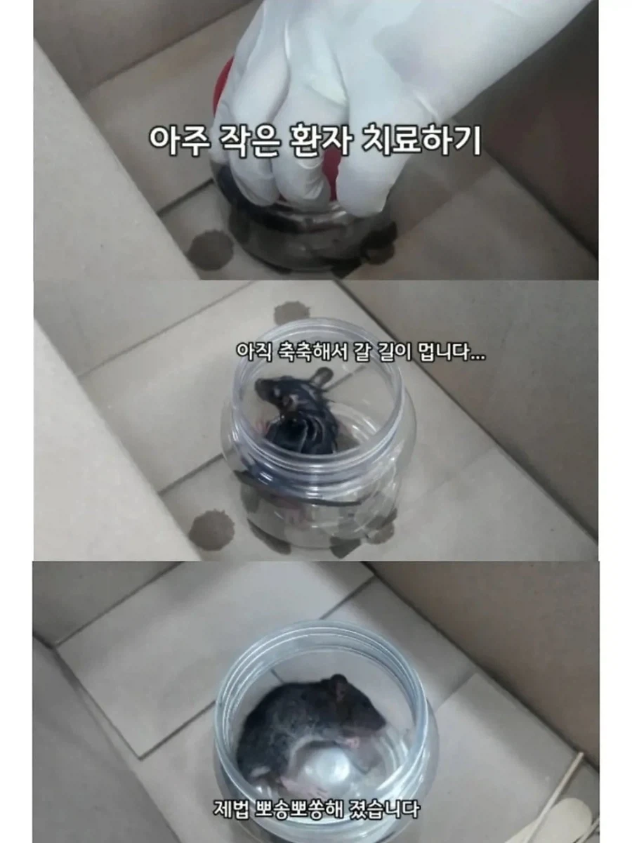 2만원 모아서 동물병원 들린 초등학생들 이야기. - 이미지 11