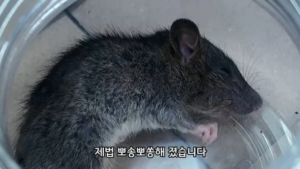 2만원 모아서 동물병원 들린 초등학생들 이야기. - 이미지 12