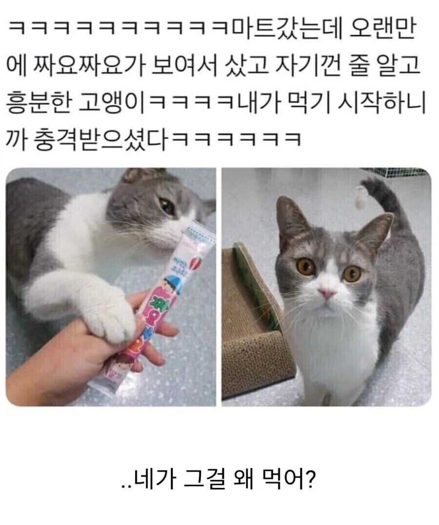 집사야… 니가 그걸 왜 처먹냥….jpg