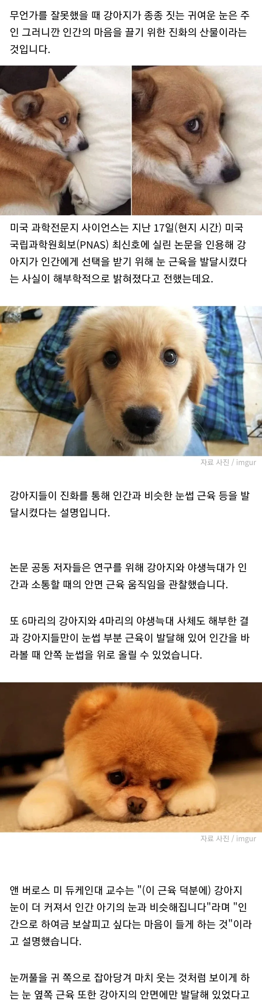 강아지와 표정
