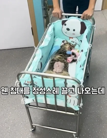 고양이들이 받는 상장