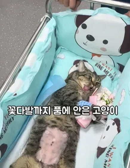고양이들이 받는 상장 - 이미지 2