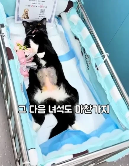 고양이들이 받는 상장 - 이미지 3