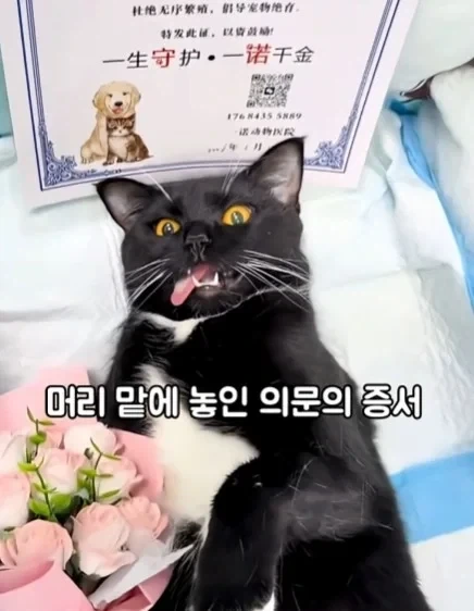 고양이들이 받는 상장 - 이미지 4
