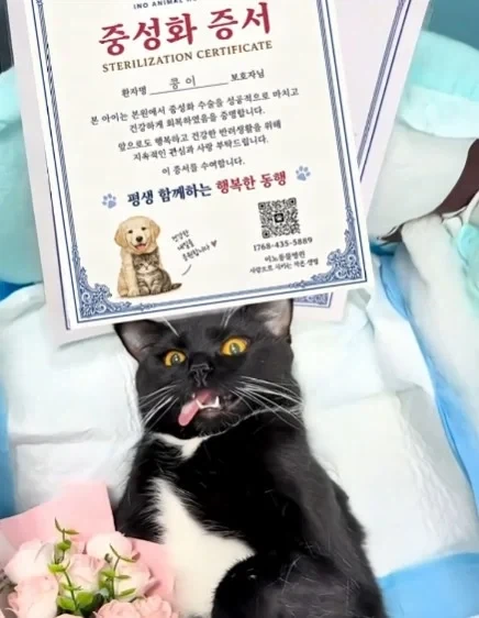 고양이들이 받는 상장 - 이미지 5