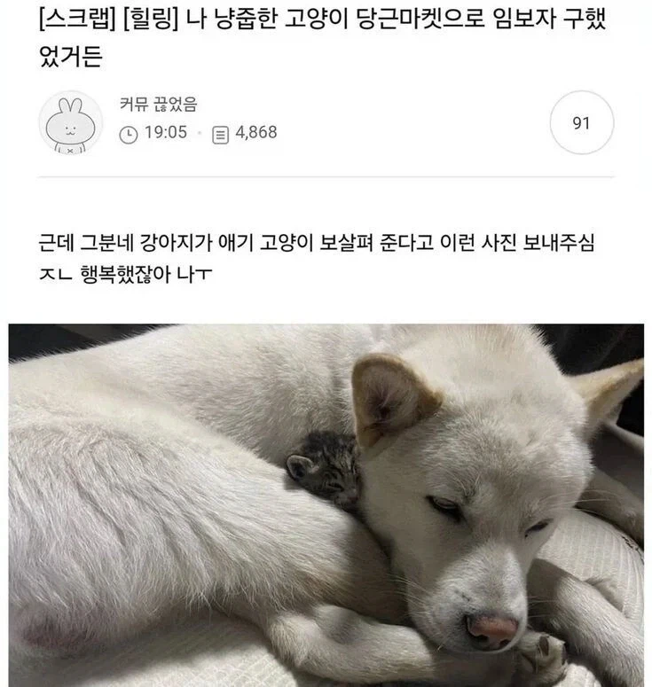 냥줍한 고양이 임시보호자한테 맡겼더니 그쪽에서 보내온 사진.jpg