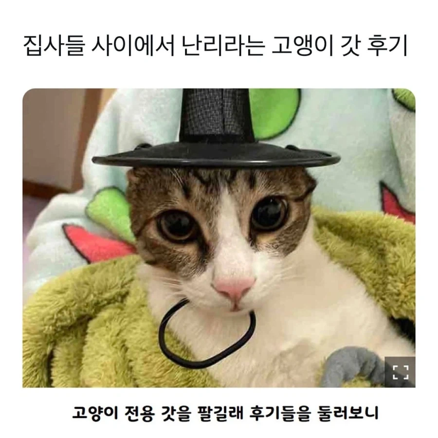갓 고양이들