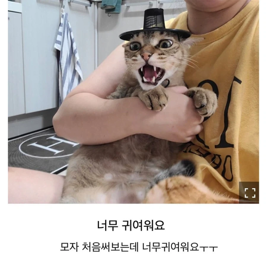 갓 고양이들 - 이미지 2