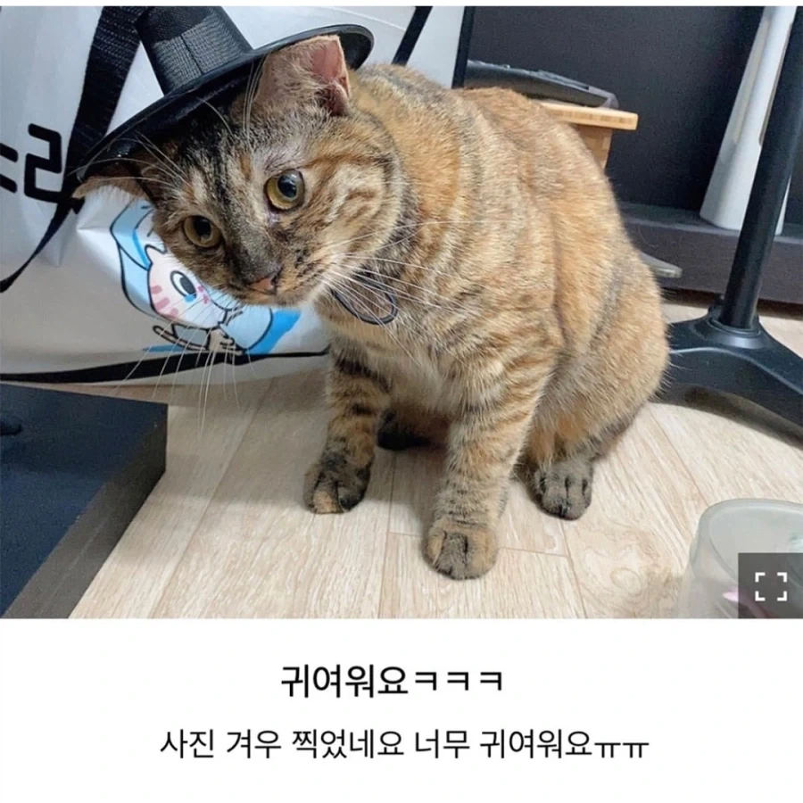 갓 고양이들 - 이미지 3
