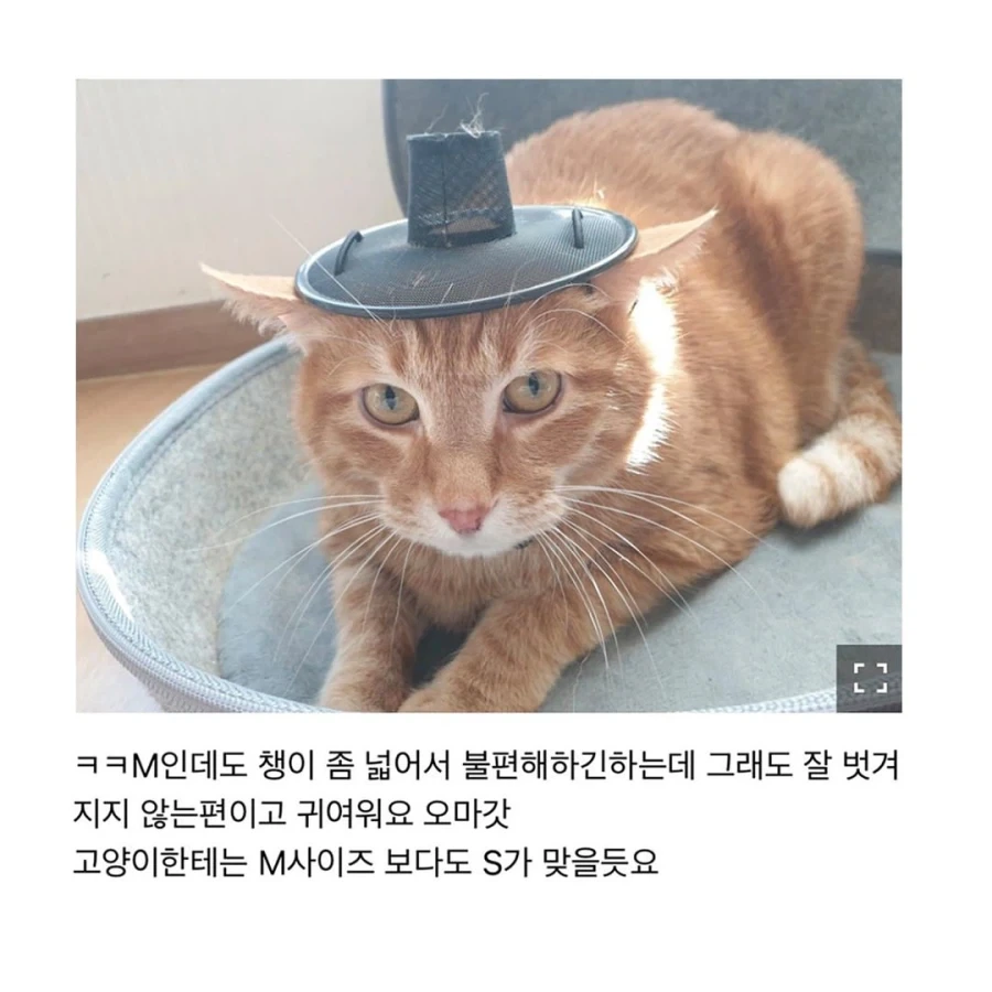 갓 고양이들 - 이미지 4