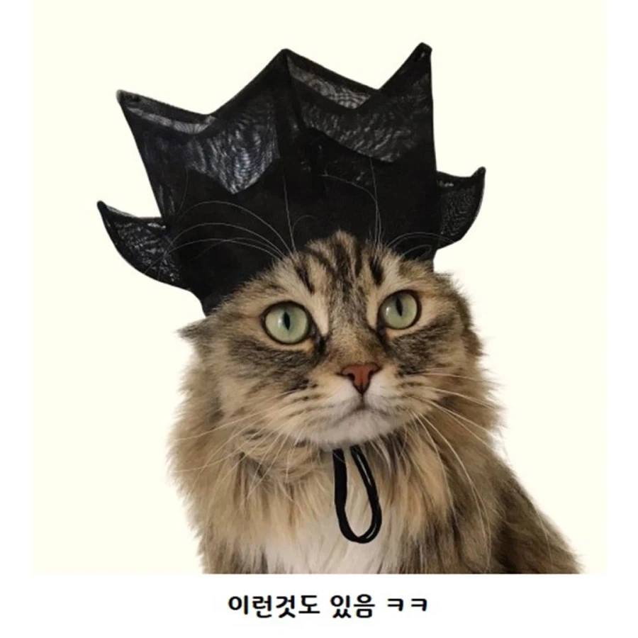 갓 고양이들 - 이미지 5