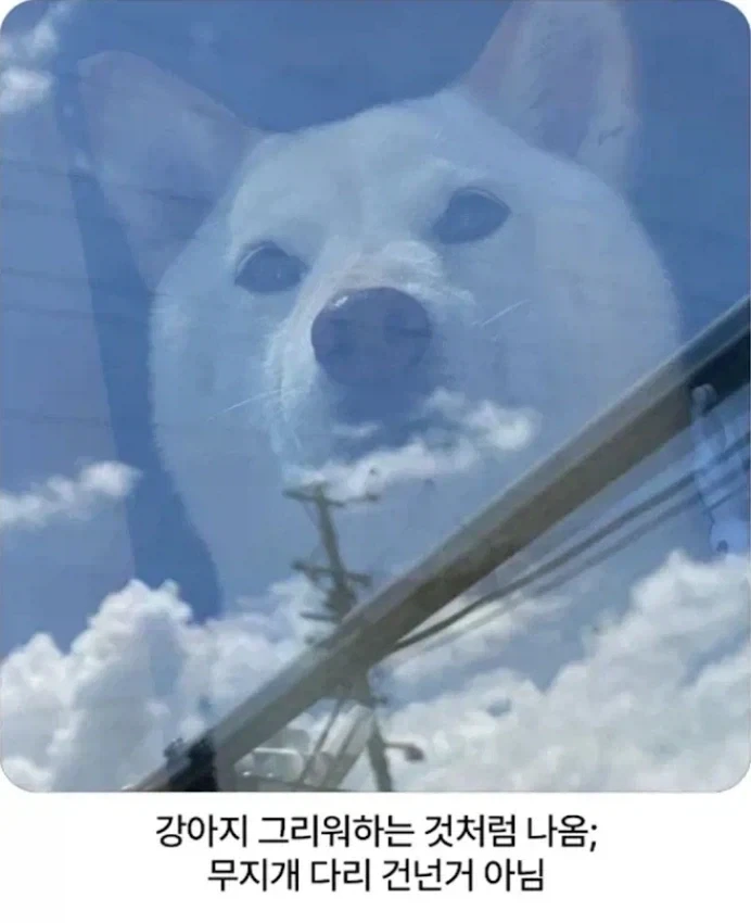 무지개 다리 건넌 멍뭉이 그리워하는 것처럼 사진 찍힘.jpg